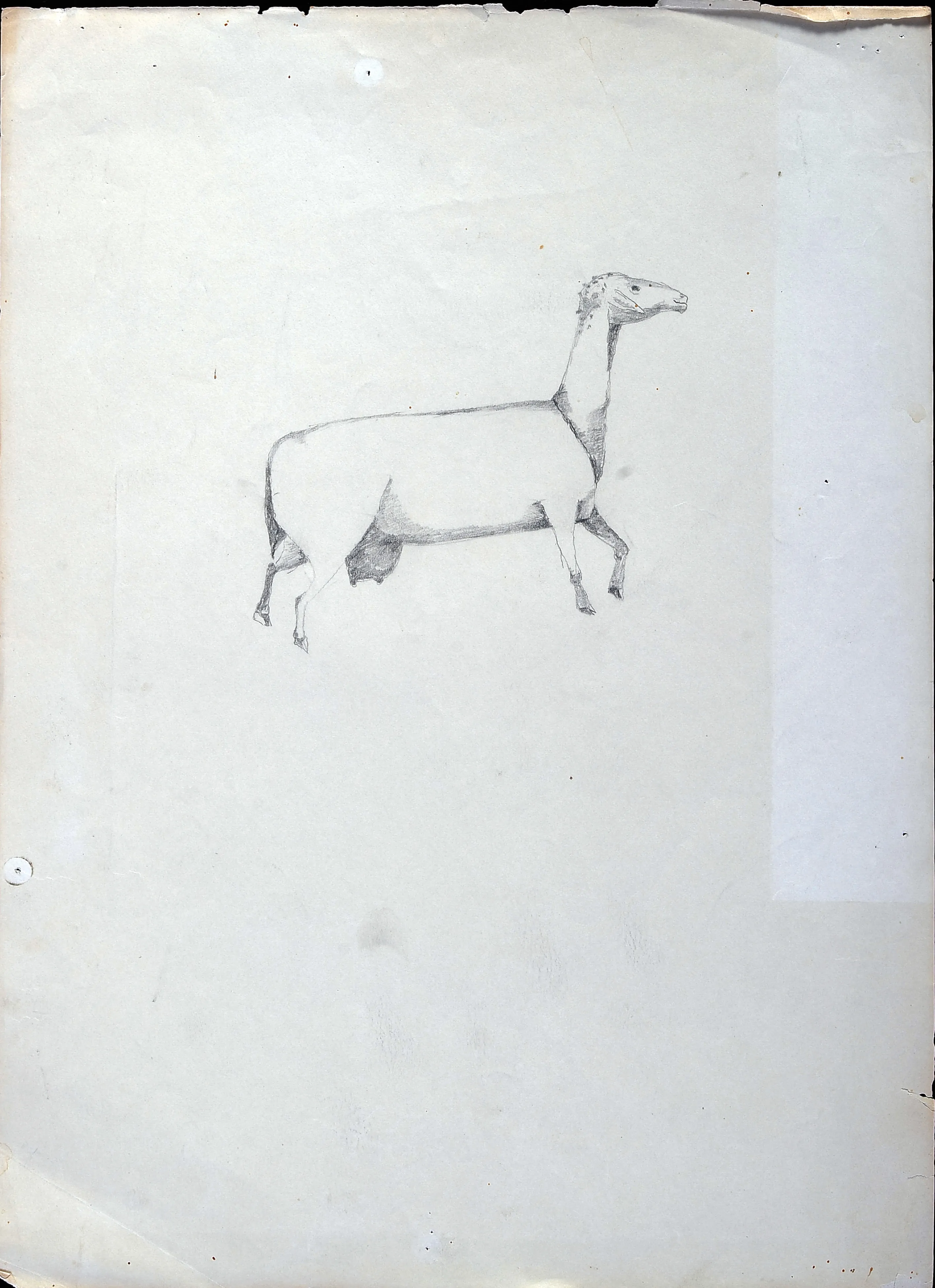 Goat - Studies 3