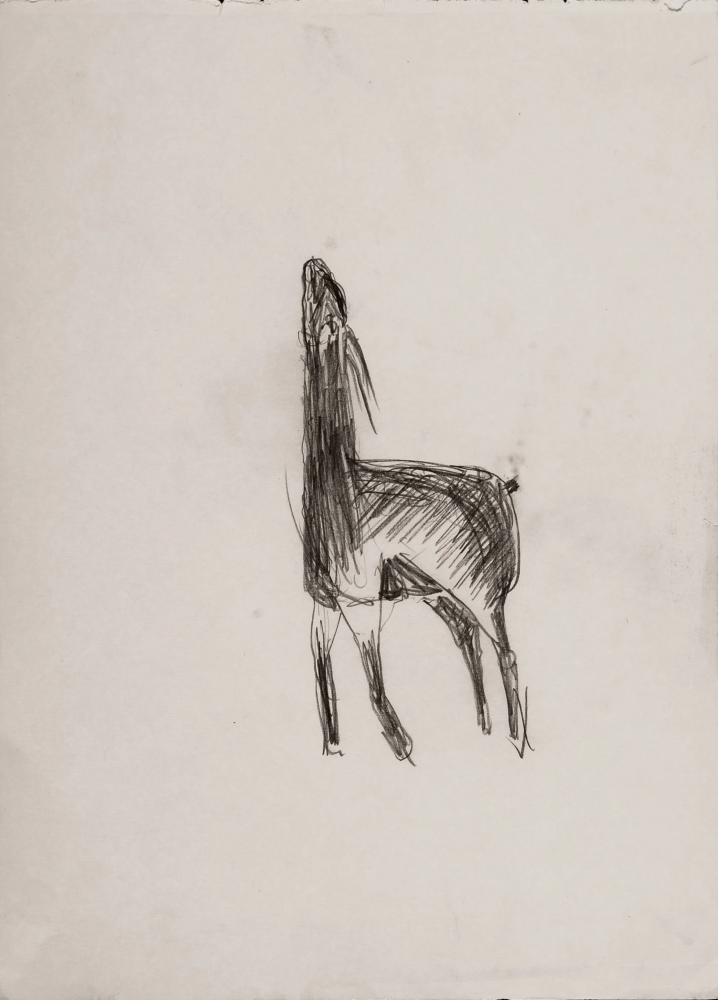 The Goat - Studies 2