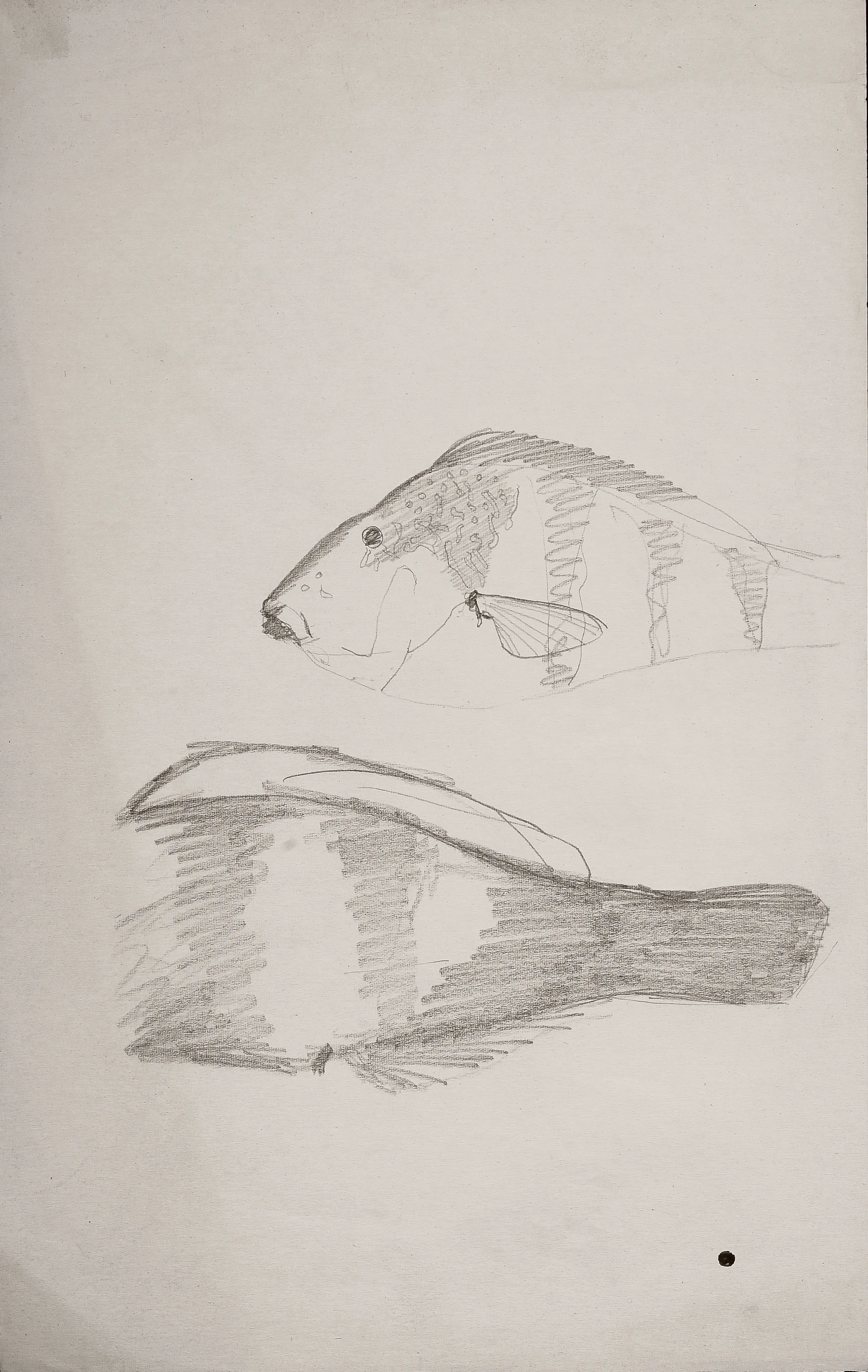 Untitled Pencil257