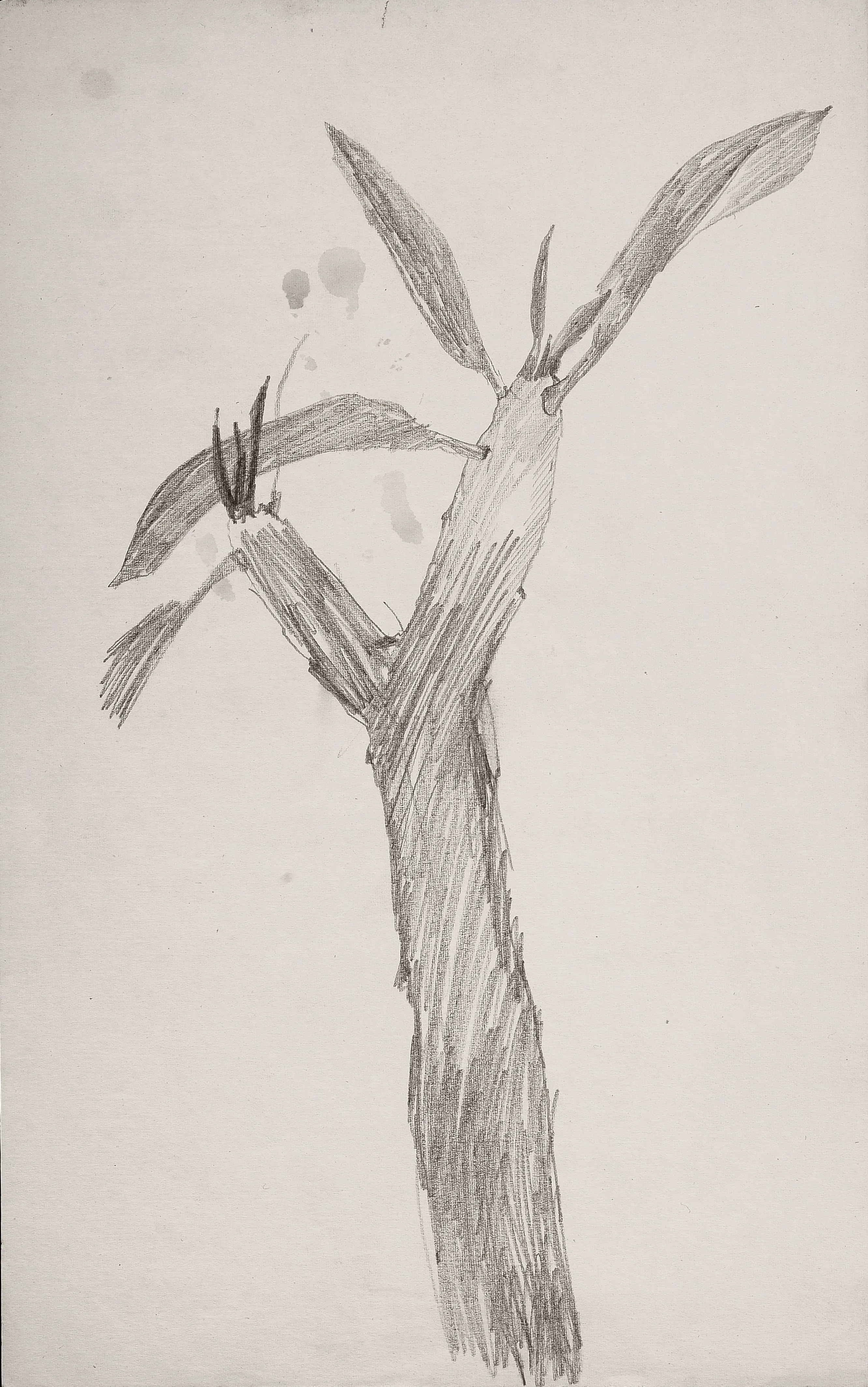 Untitled Pencil260