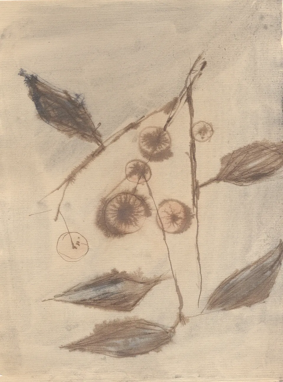 Untitled Acorell 05