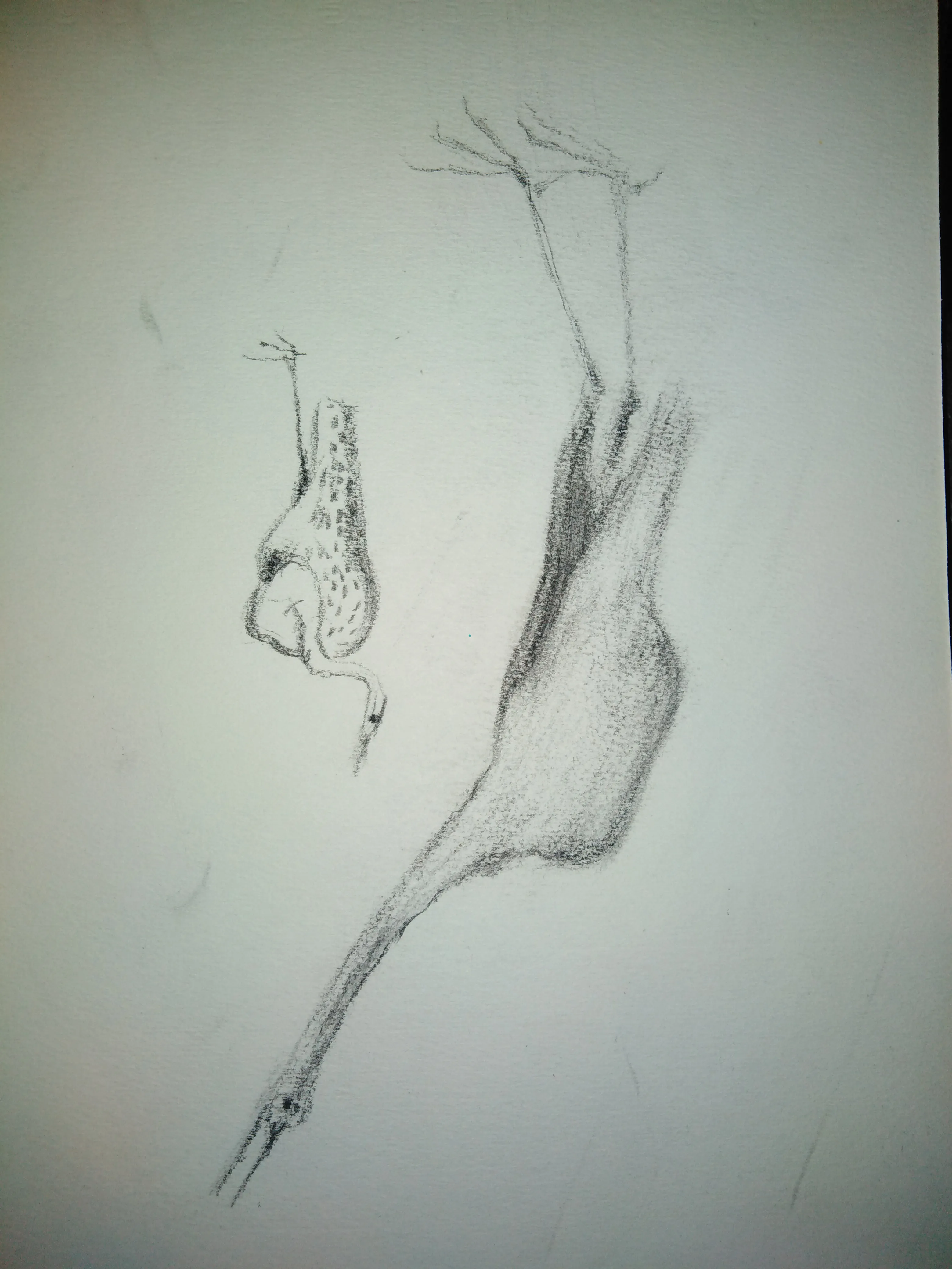 Sketch 1136