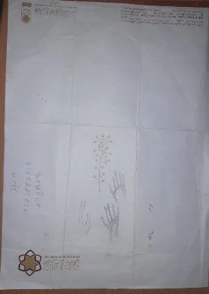 Untitled Pencil 989