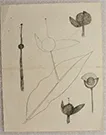 Untitled 1163 Pencil