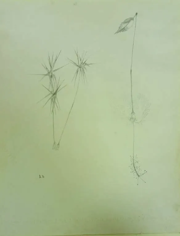 Untitled 1272 Pencil