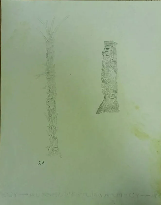 Untitled 1274 Pencil