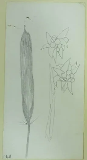 Untitled 1300 Pencil