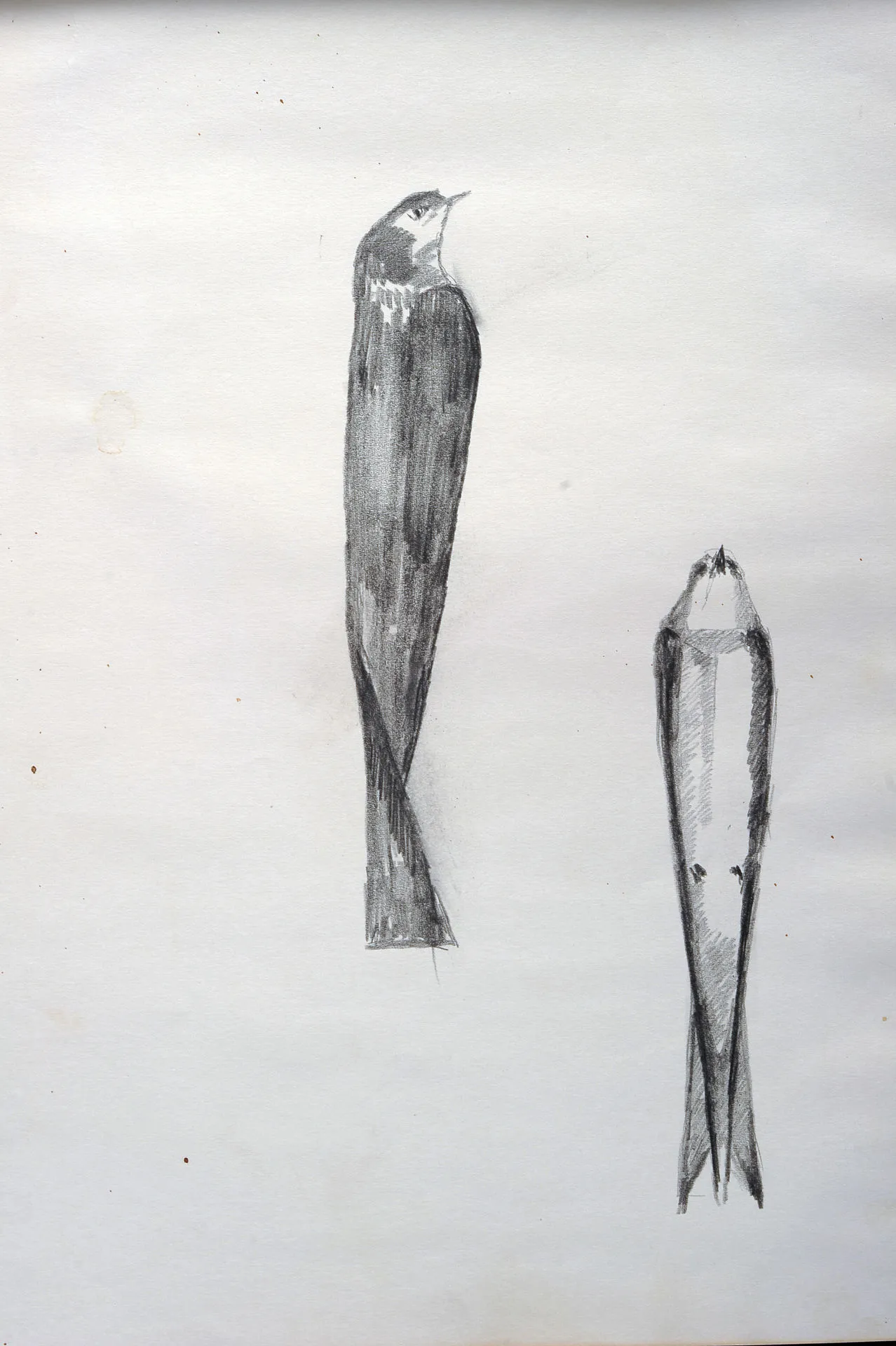 A Mythical Bird - Studies 7