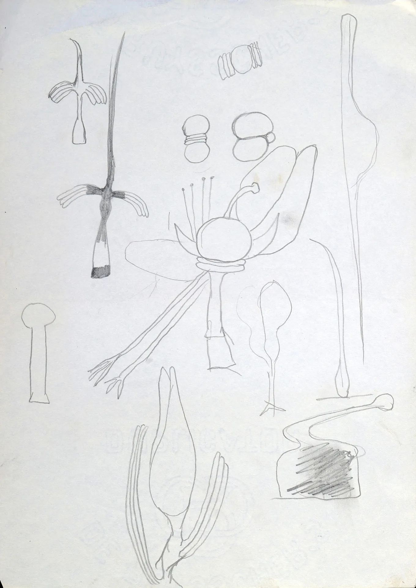 Untitled Pencil316